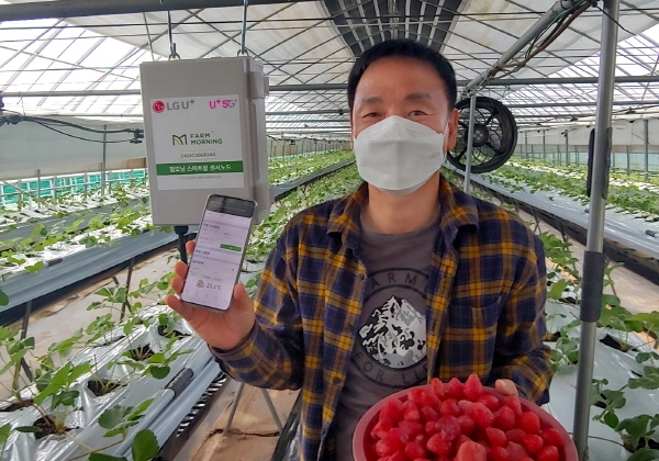 스마트팜 서비스가 설치된 속초시 한 딸기 농가에서 농장주가 스마트폰의 원격관제 화면을 보여주고 있다.